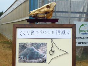 くくり罠の展示